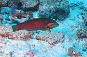 Coris cuvieri Girelle africaine-Maldives Mahibadoo Rock-16m-20240424-da-DSC_6599_tn